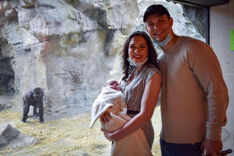 Zoo Gorilla Brings Her Baby To Meet Mom And Newborn - The Dodo