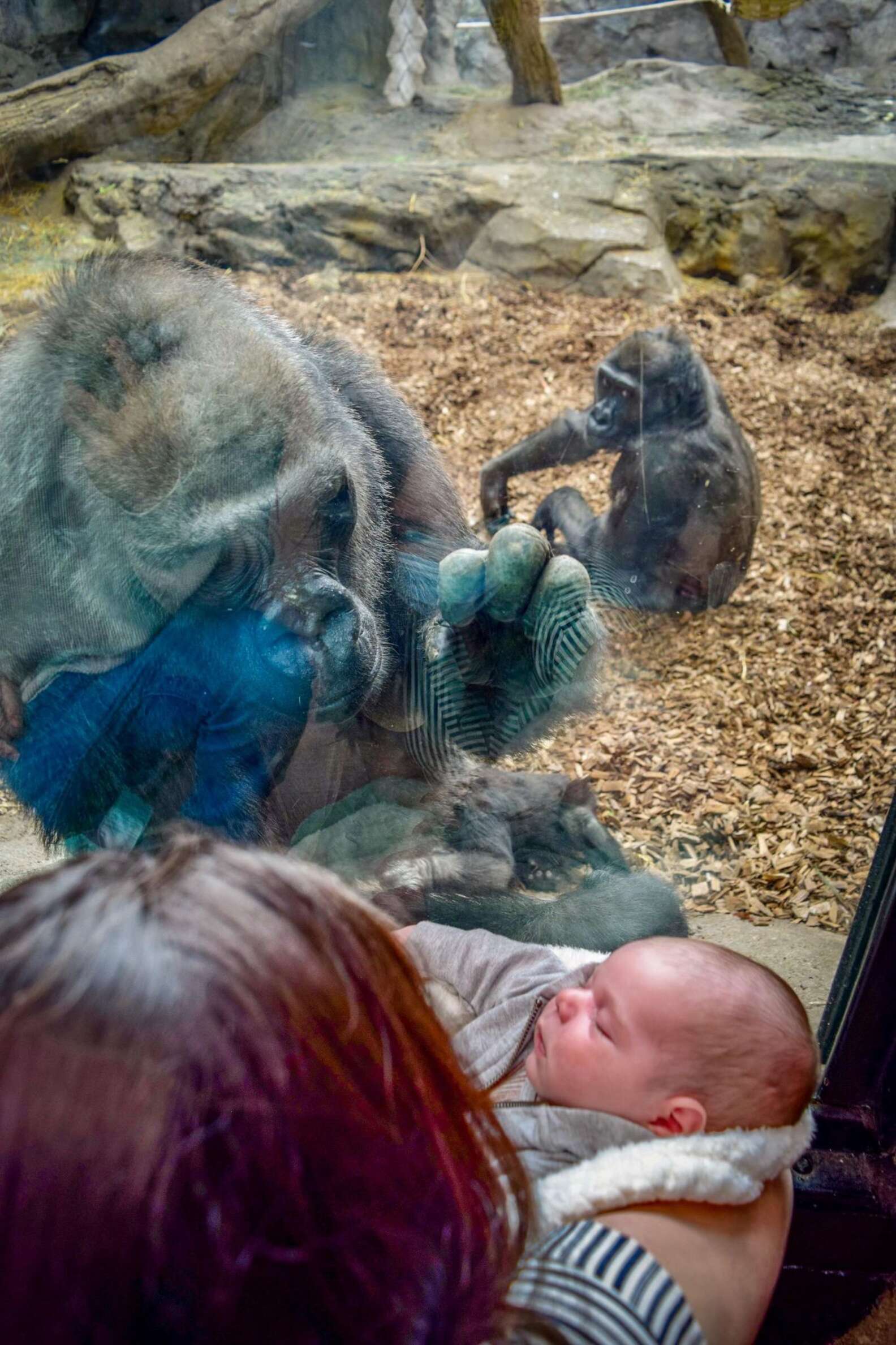 gorilla mom and human mom share moment with their babies