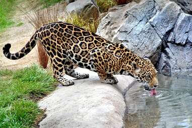 leopard