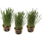 Easy 3-Pack Cat Grass Kit