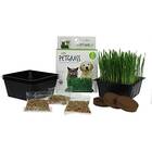 Organic 3-Pack Wheat Grass Growing Kit