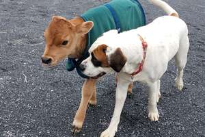 Rescued Baby Cow Starts Wrestling With A Dog Just His Size