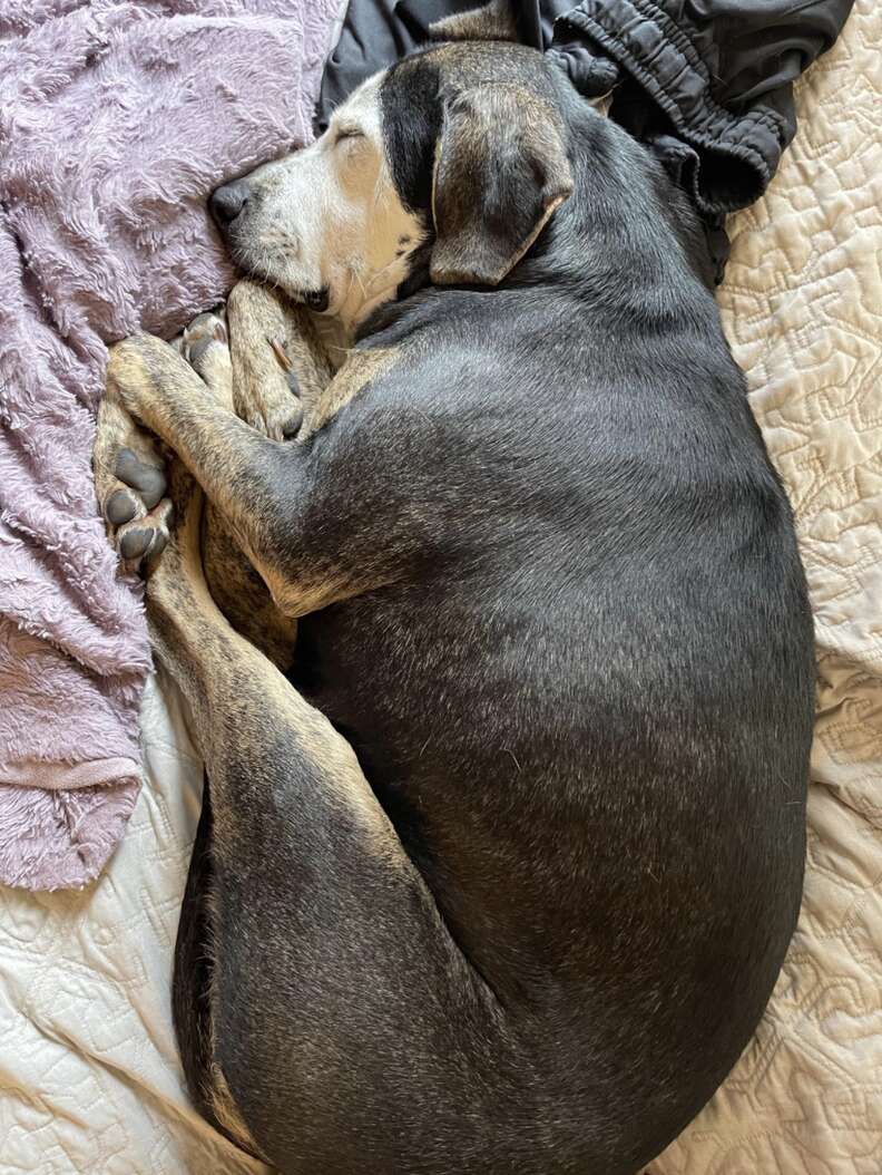 Rescue dog sleeps in her very first bed