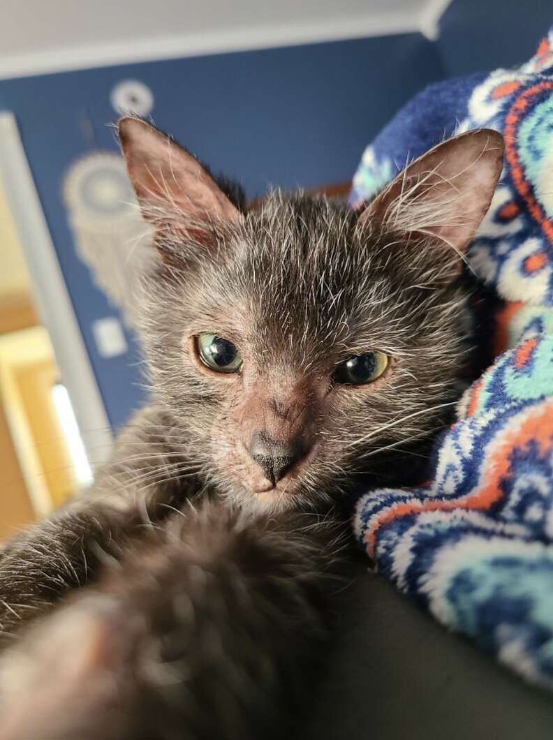 Kitten looks like a tiny werewolf