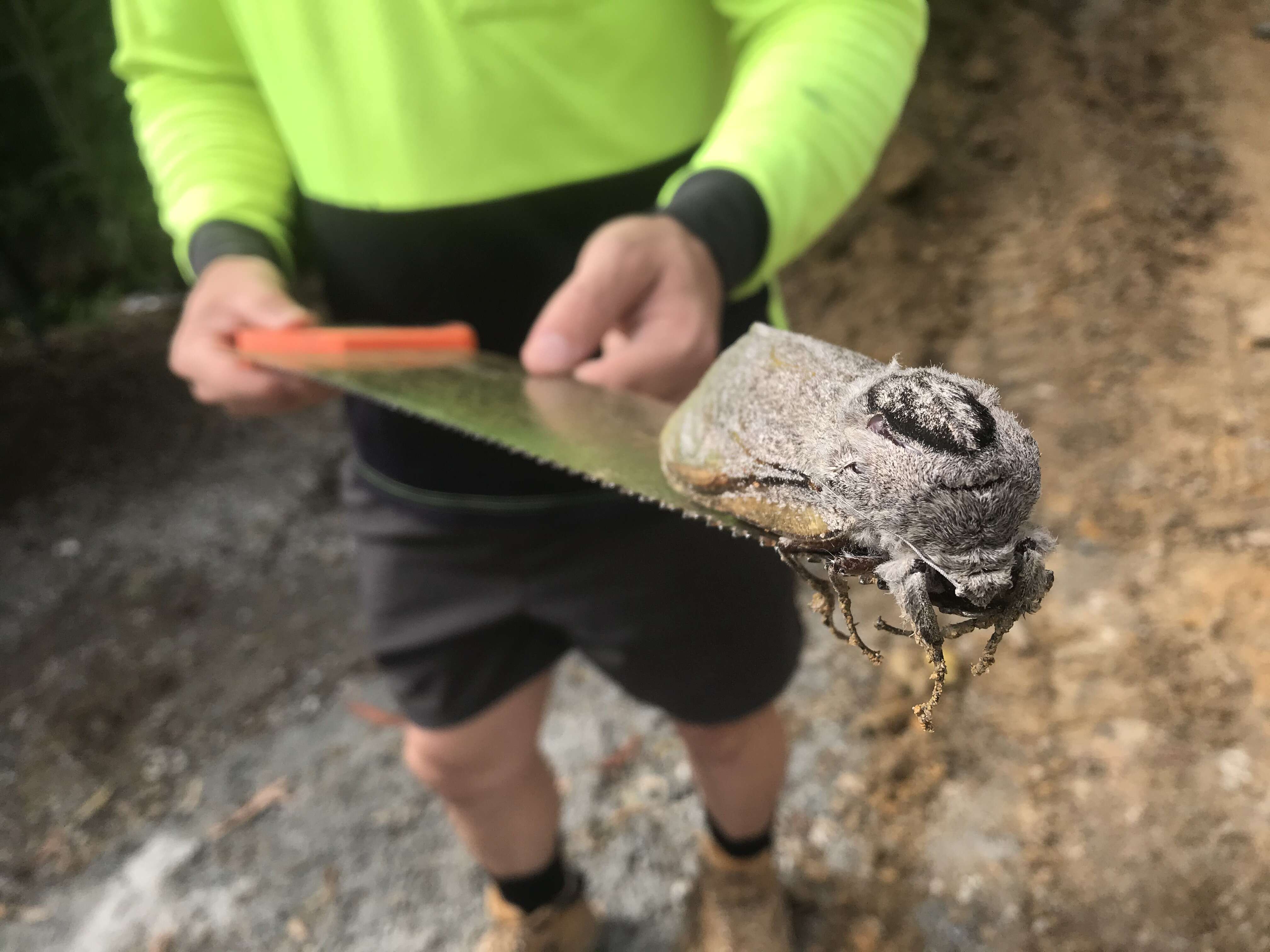 Construction workers find rat-sized moth