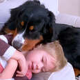 Little Boy Writes Love Letter To His Bernese Mountain Dog