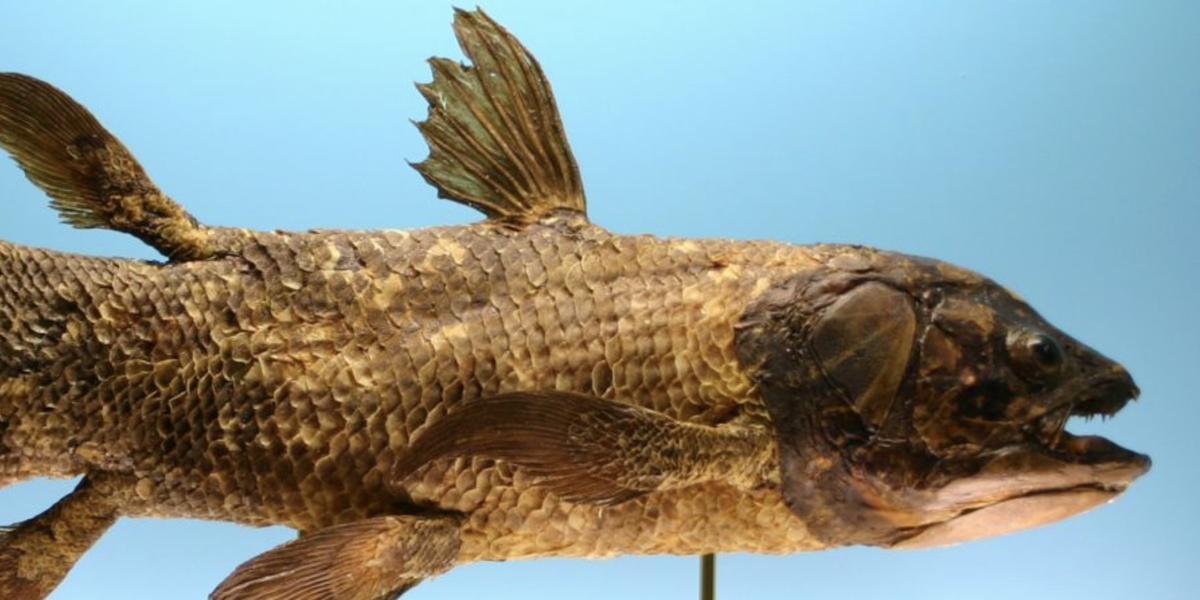 Fossil Fish Near Extinction Resurfaces in from Shark Fin Trade