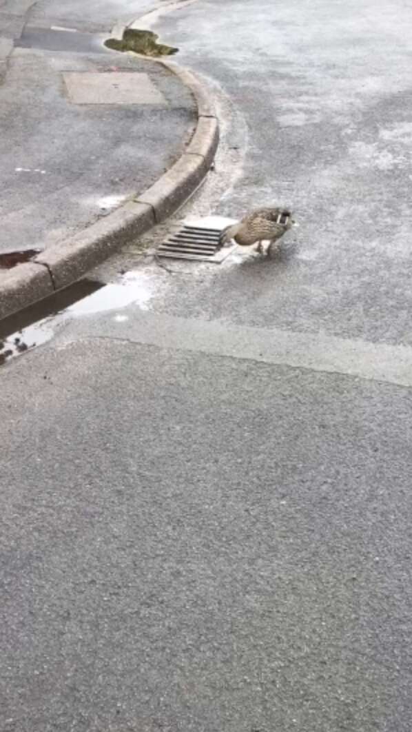 ducklings stuck in drain