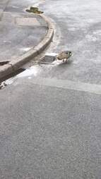 ducklings stuck in drain