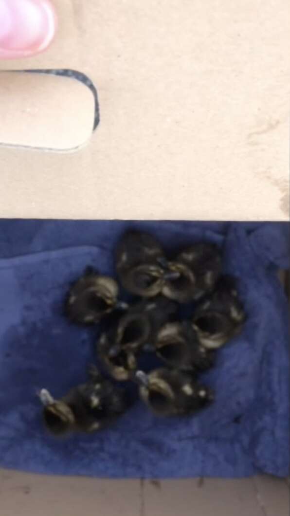 ducklings rescued