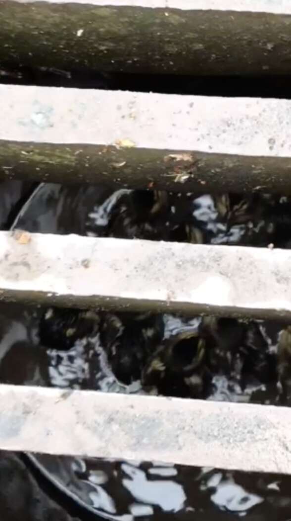 ducklings stuck in drain