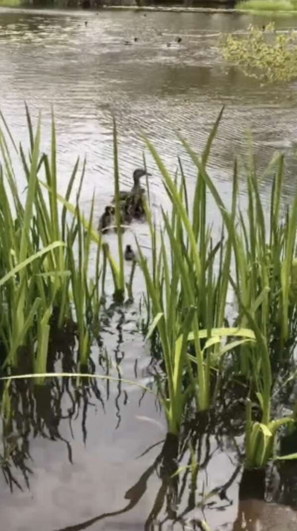 ducklings reunited with mom