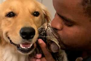 Golden Retriever And Kitten Compete For Kisses From Dad