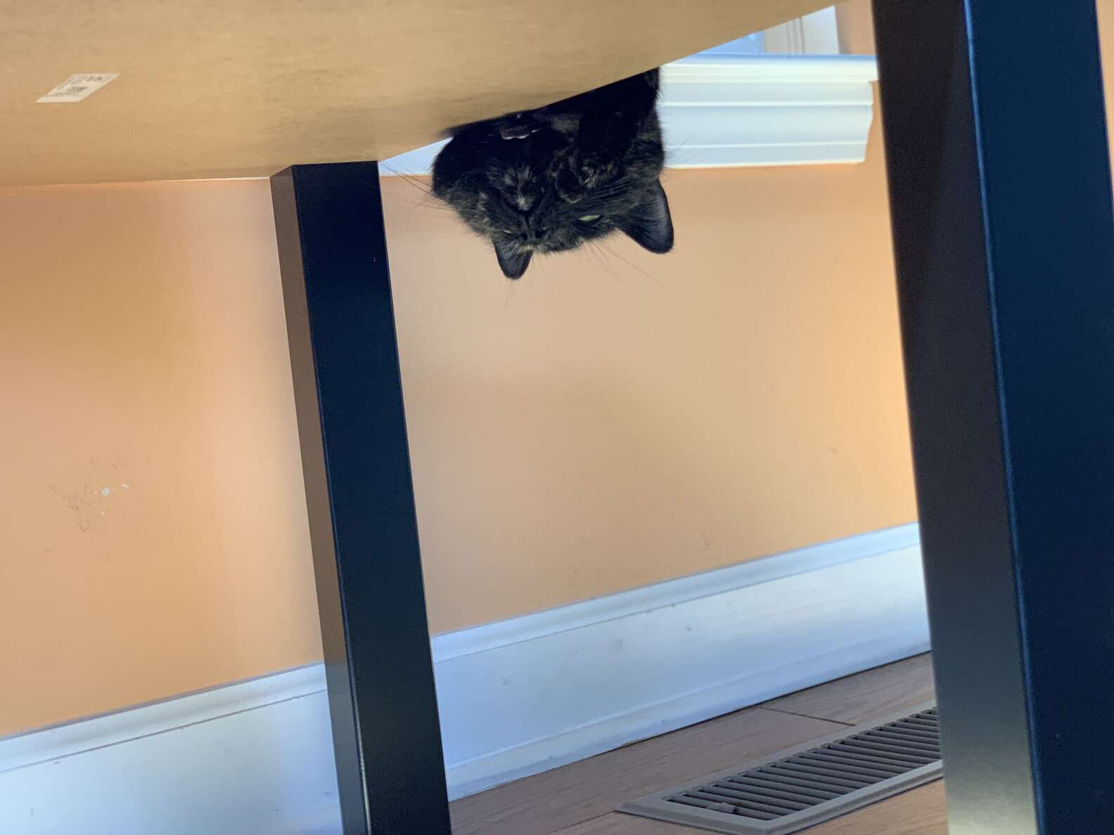 Cat Gets Stuck Between Window And Screen - The Dodo