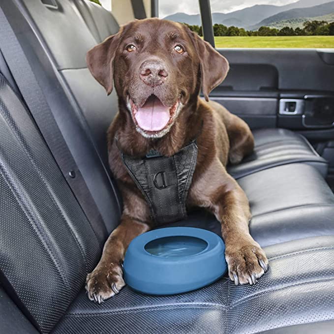 Slow Feeder Dog Bowl: The 6 Best Puzzle Bowls To Make Mealtime More  Relaxing - DodoWell - The Dodo