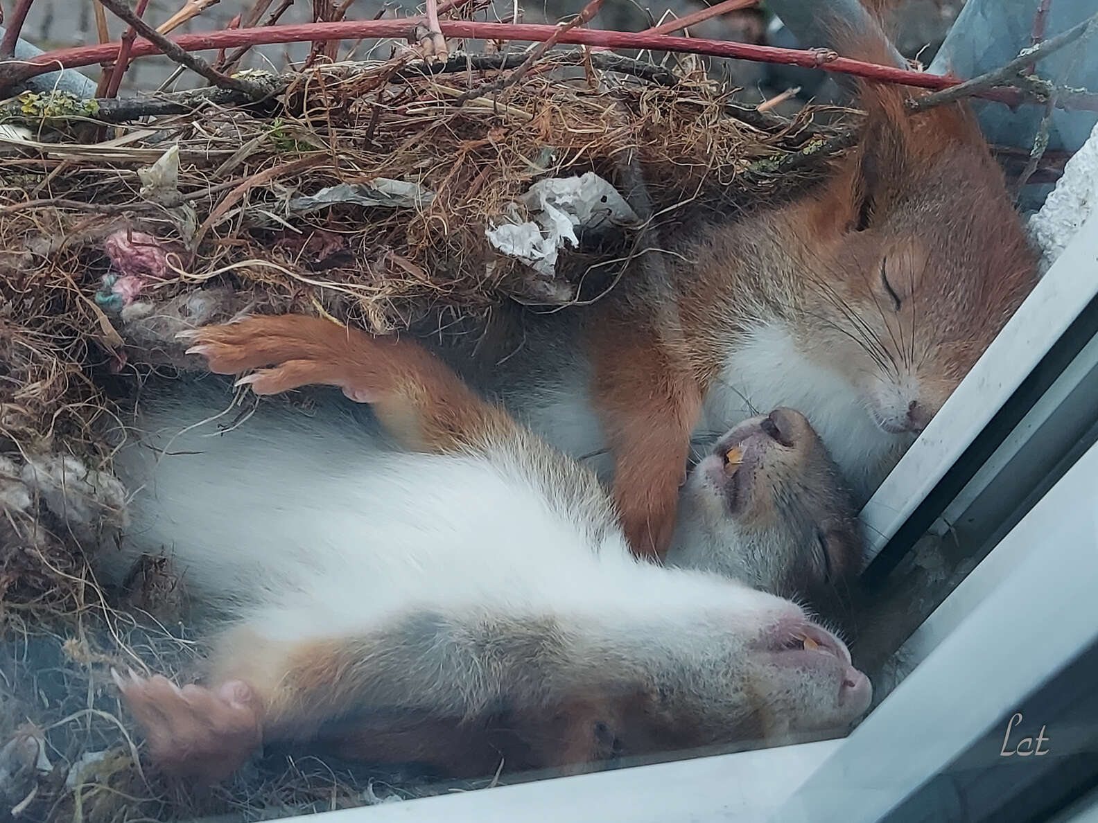 Guy Spots Adorable Little Squirrels Napping Just Outside His Window ...