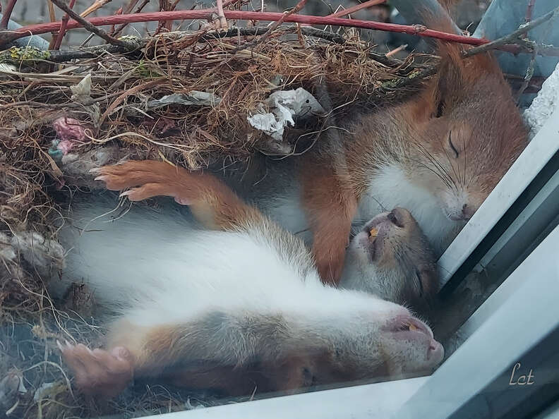 Guy Spots Adorable Little Squirrels Napping Just Outside His Window - The Dodo