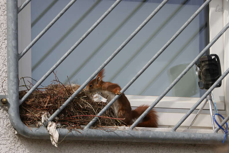 Guy Spots Adorable Little Squirrels Napping Just Outside His Window - The Dodo