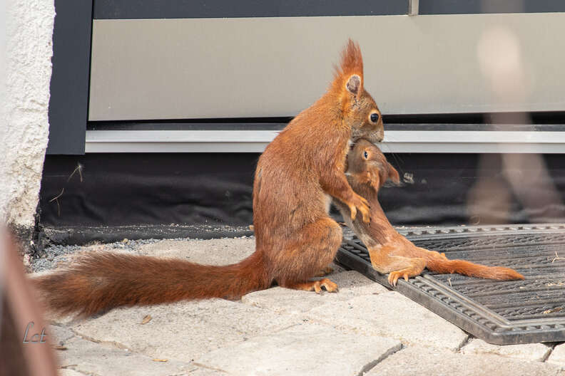 Guy Spots Adorable Little Squirrels Napping Just Outside His Window - The Dodo