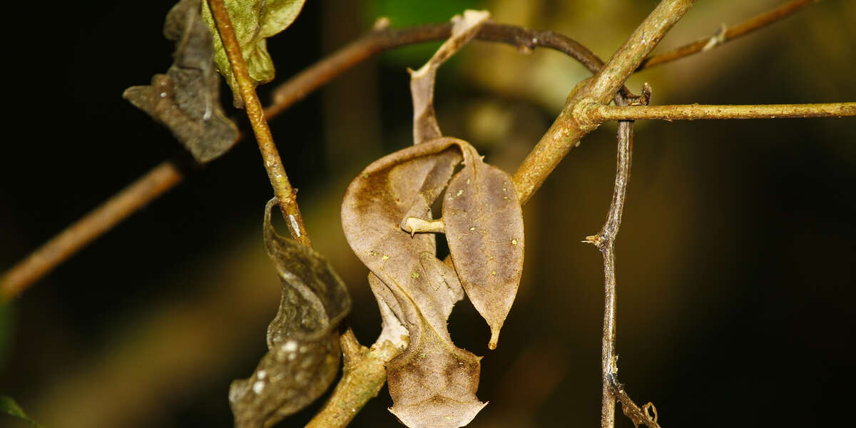 This Lizard Looks Exactly Like A Leaf The Dodo