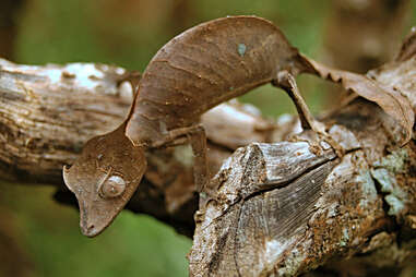 This Lizard Looks Exactly Like A Leaf - The Dodo