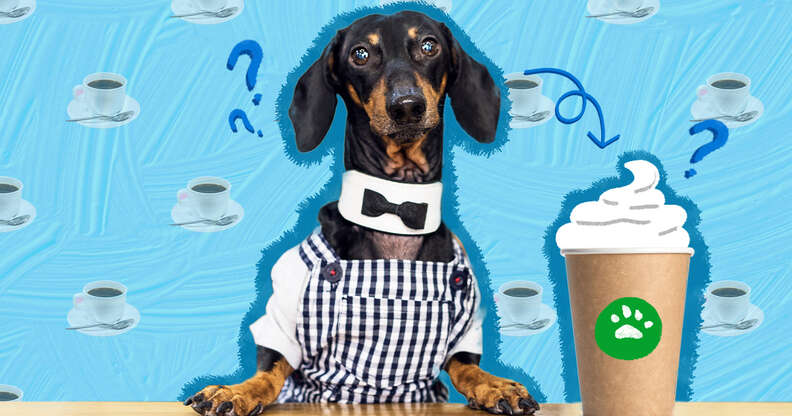 Are Puppuccinos Safe For Dogs? What To Know About Starbucks' Dog Treat -  Dodowell - The Dodo
