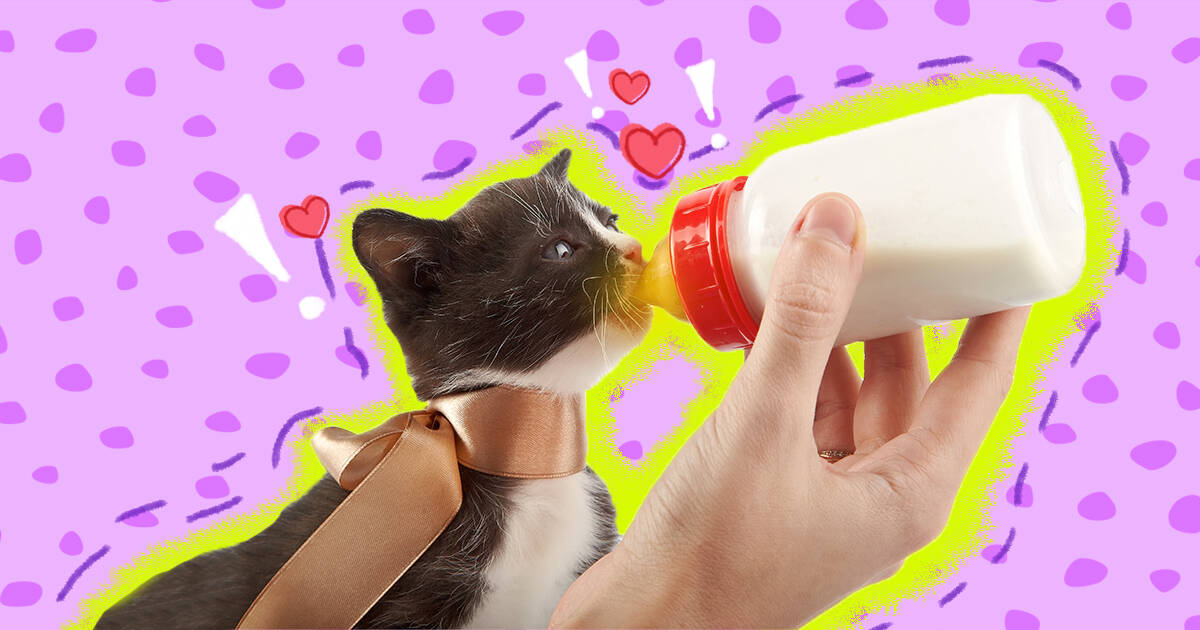 How To Bottle Feed A Kitten DodoWell The Dodo