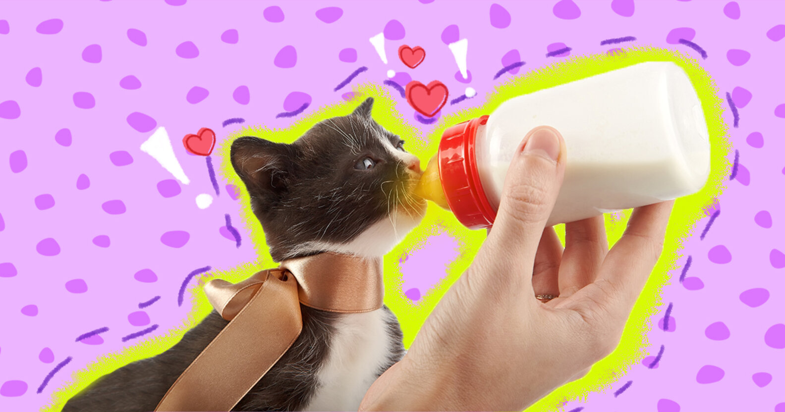 How To BottleFeed A Kitten DodoWell The Dodo