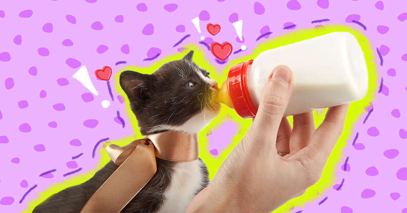 What to shop bottle feed kittens