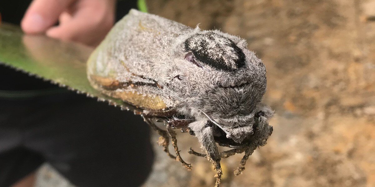 Construction Workers Find A Rat-Sized Moth Hanging Out At A School