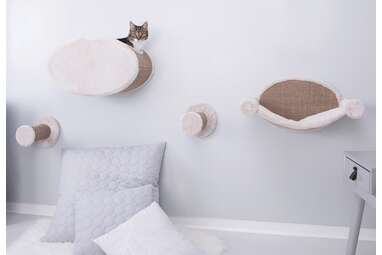 Cat shelves