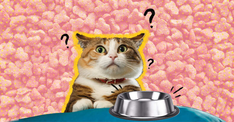 How Much To Feed A Kitten DodoWell The Dodo