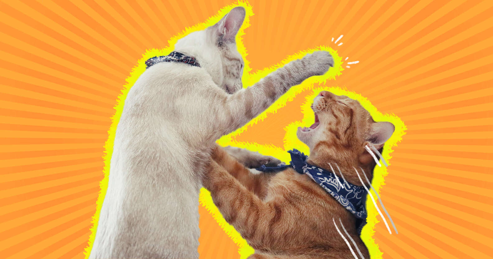 How To Stop My Cat From Bullying My Other Cat - DodoWell - The Dodo