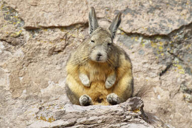 Mountain viscacha takes a nap while sunbathing