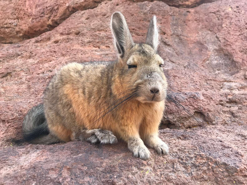 South american deals rabbit like animal