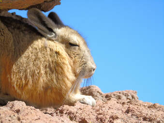 Southern viscacha looks bored