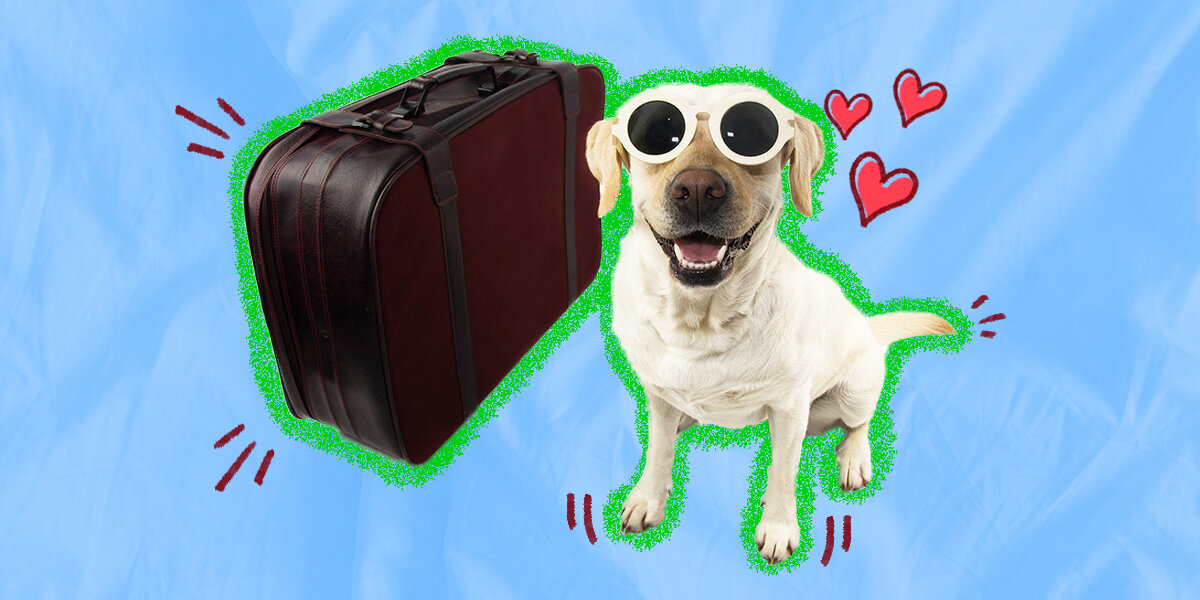 Dog Friendly Hotels 10 Chains To Consider For Your Next Vacation