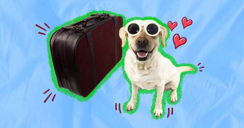 Dog friendly hot sale hotel chains