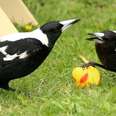 Wild Magpie Invites His Friends Over To His Best Friend's House