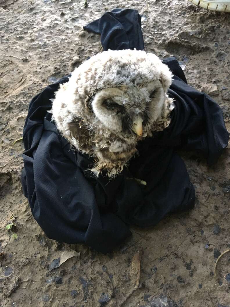rescue owl