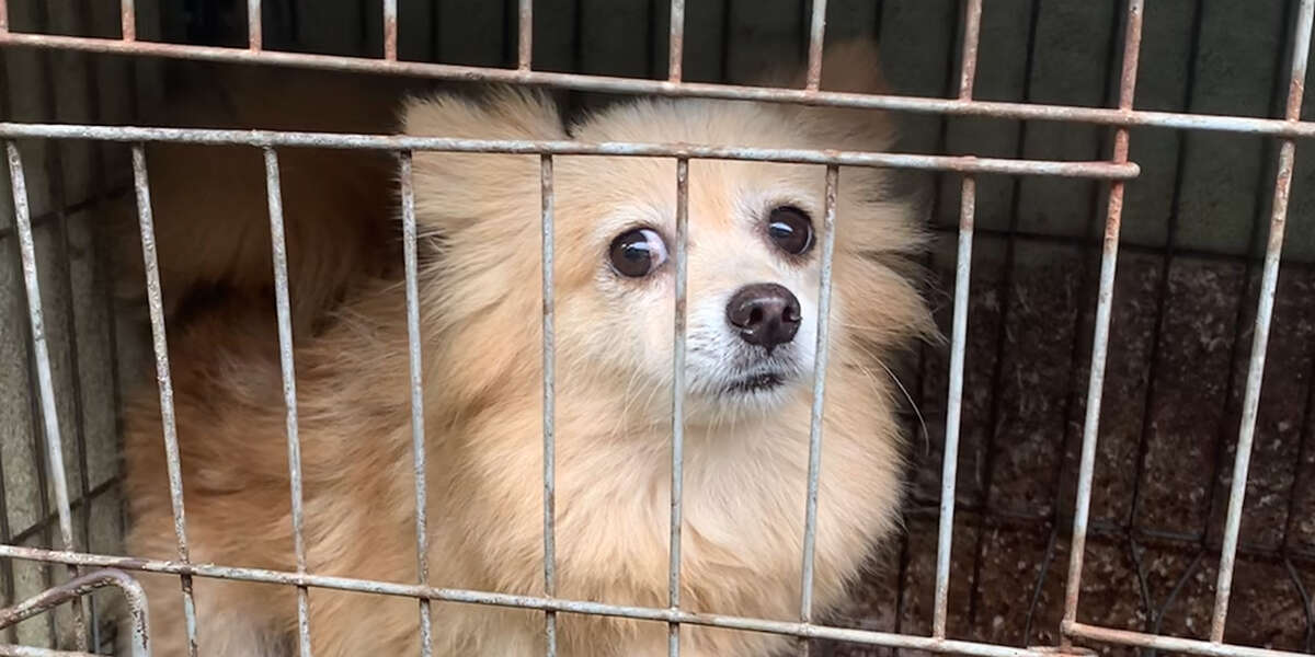 Dog Kept In Cage For Two Years Gets Rescued Videos The Dodo