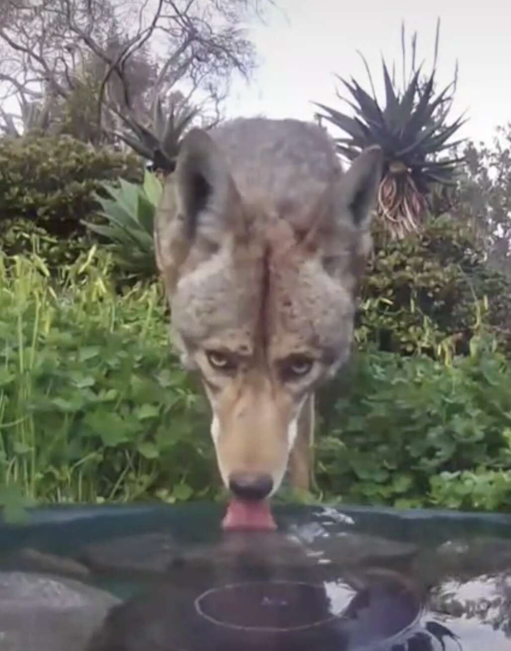 Coyote drinks from waterfountain