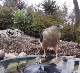 Hawk visits water fountain