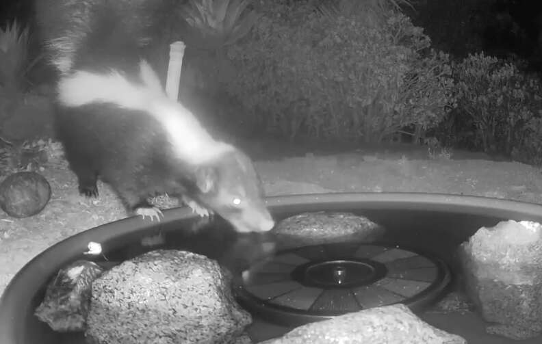 Skunk visits lady's backyard for a drink