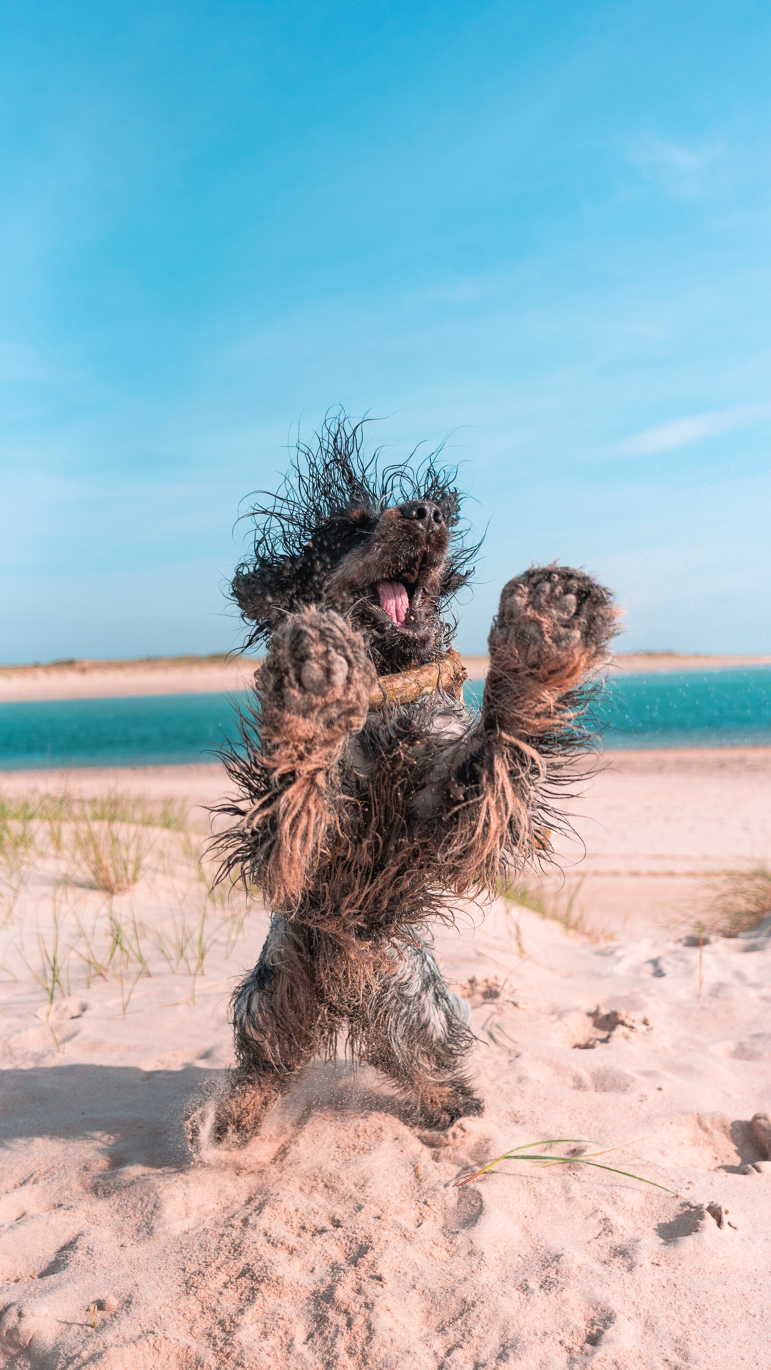 Happy Beach-loving Dog