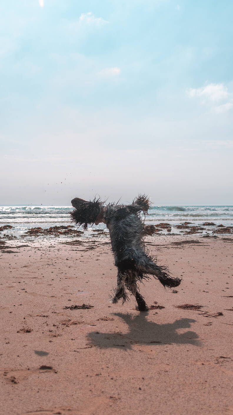 Dog Shows Everyone How Much He Loves The Beach - The Dodo