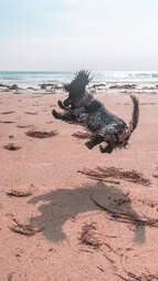 beach dog