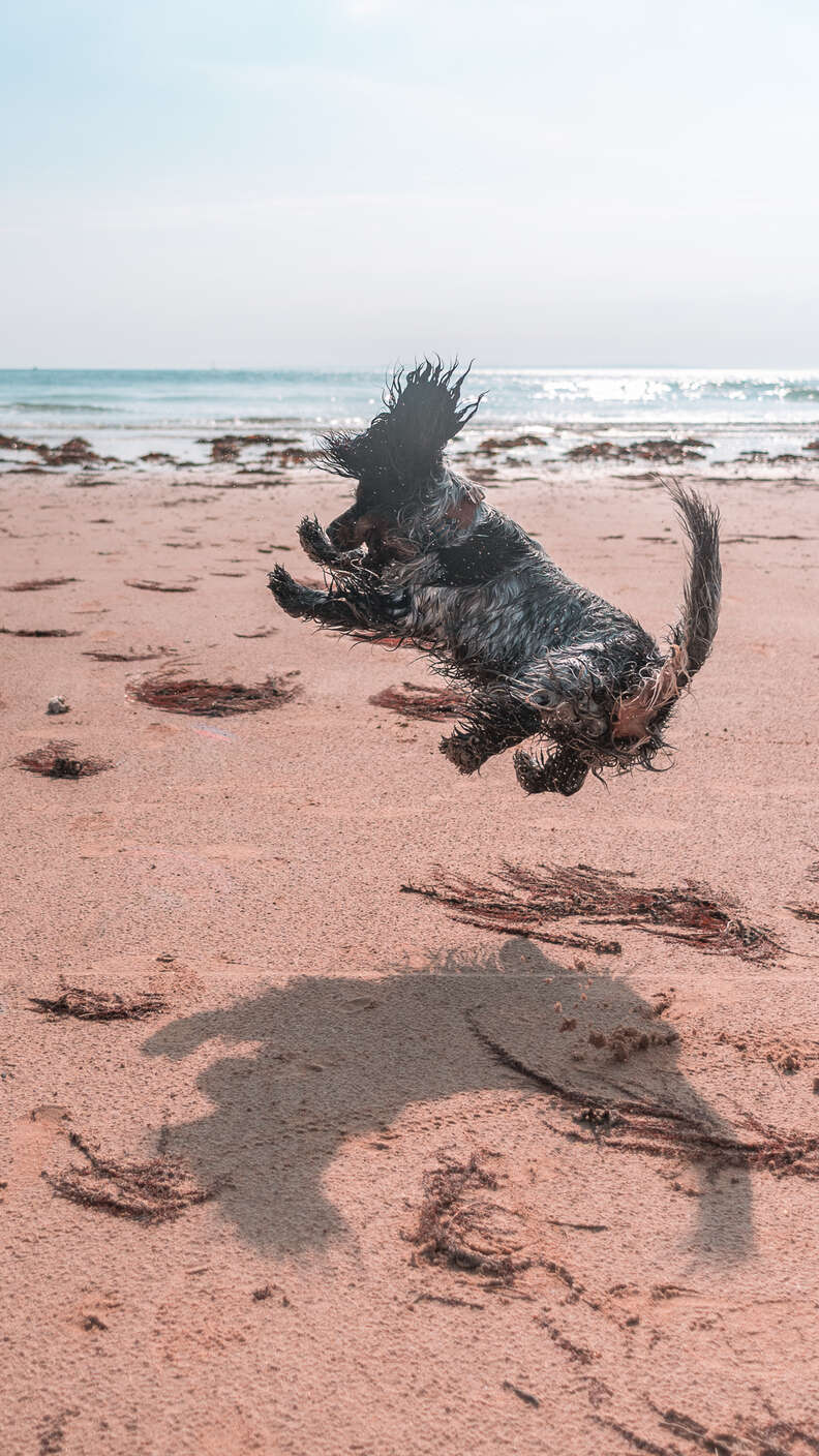 beach dog