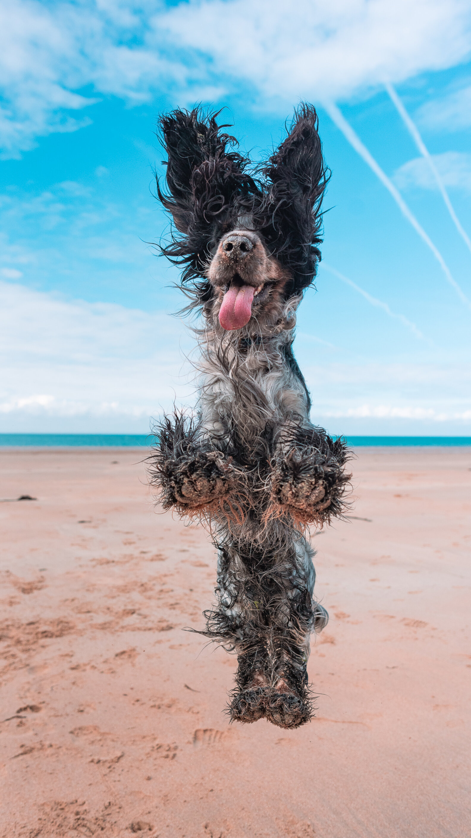 Happy Beach-loving Dog