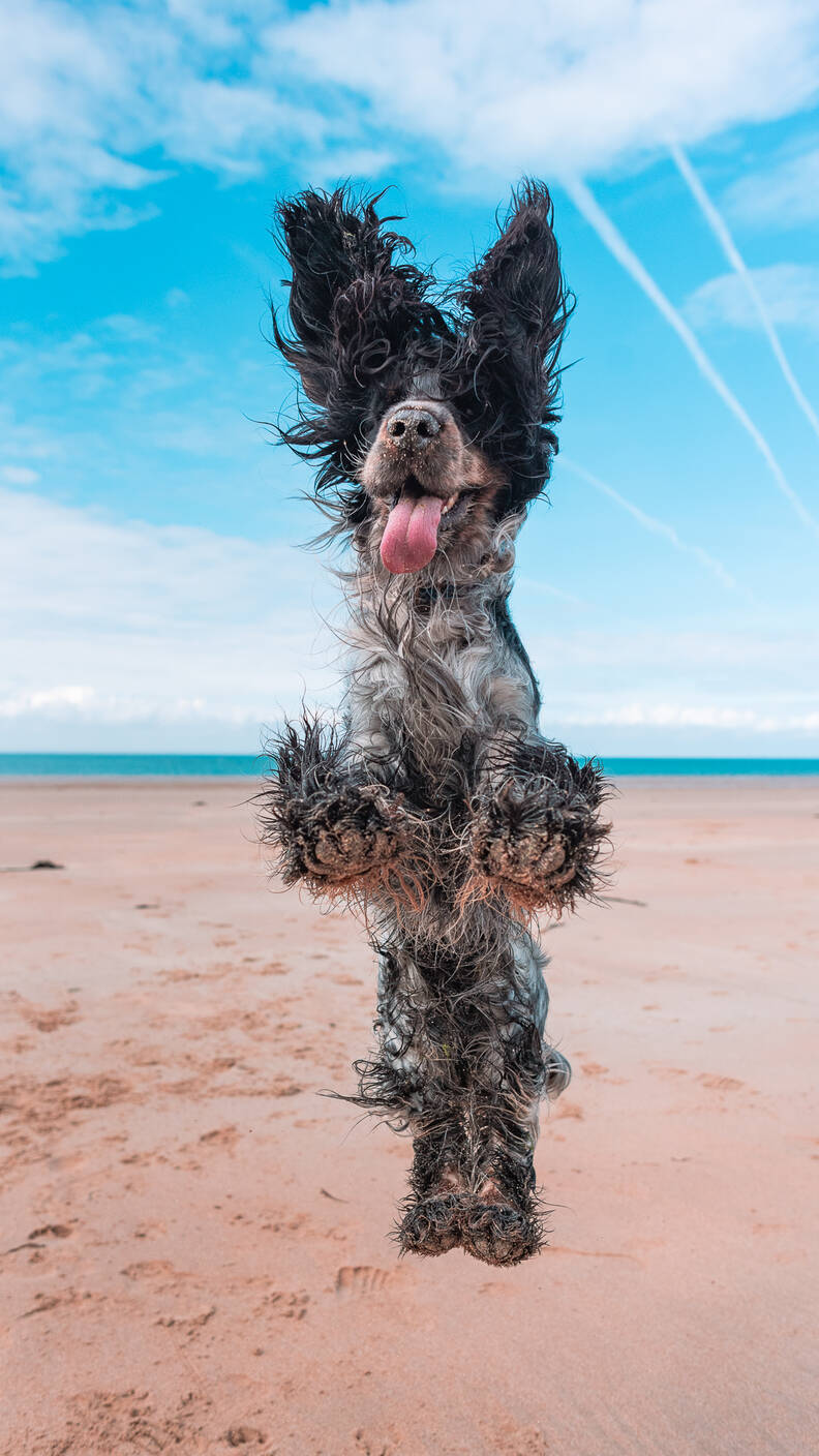 Dog Shows Everyone How Much He Loves The Beach - The Dodo